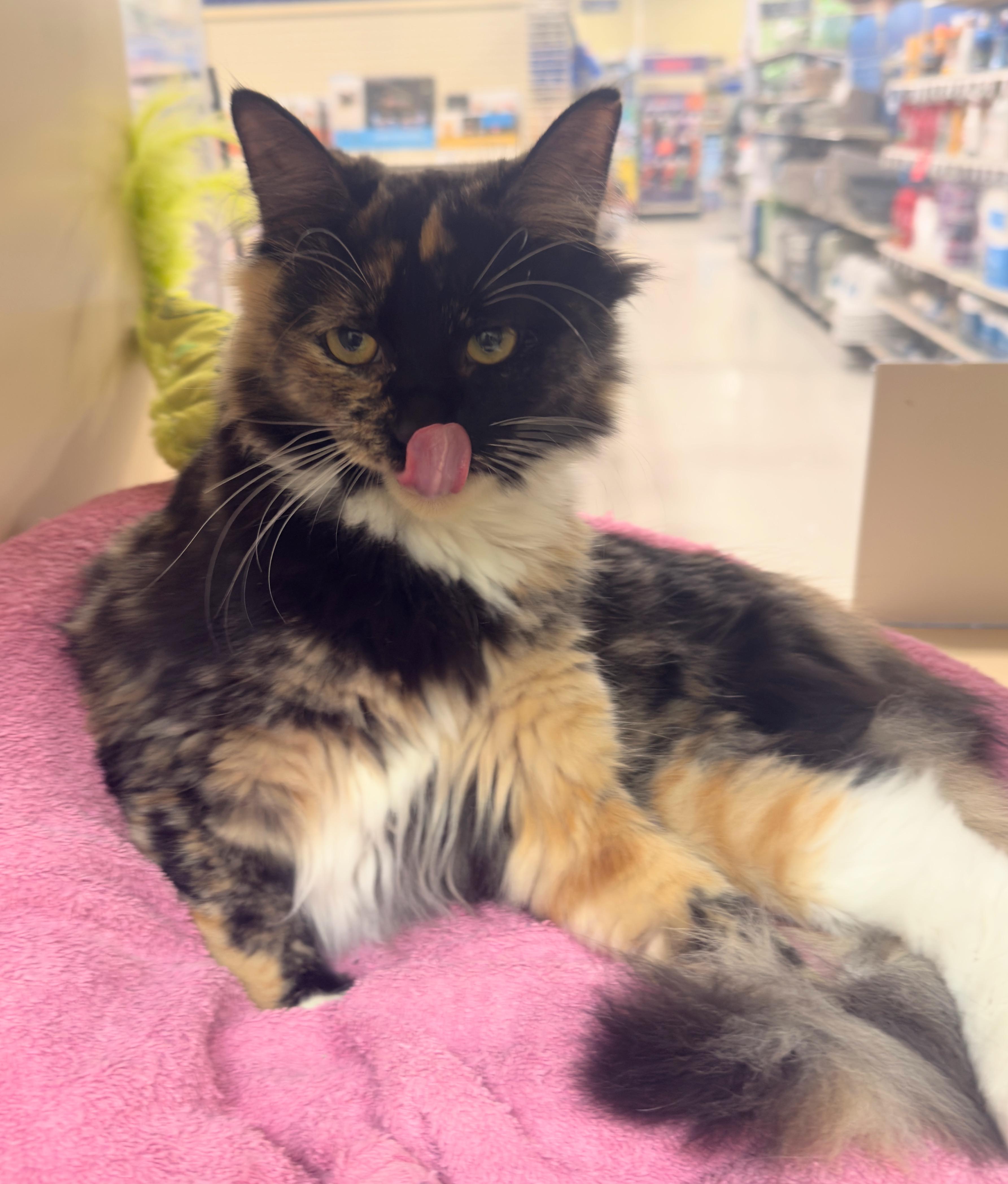 Trixie, a Adoptable Tabby in Mobile, AL image 1/5