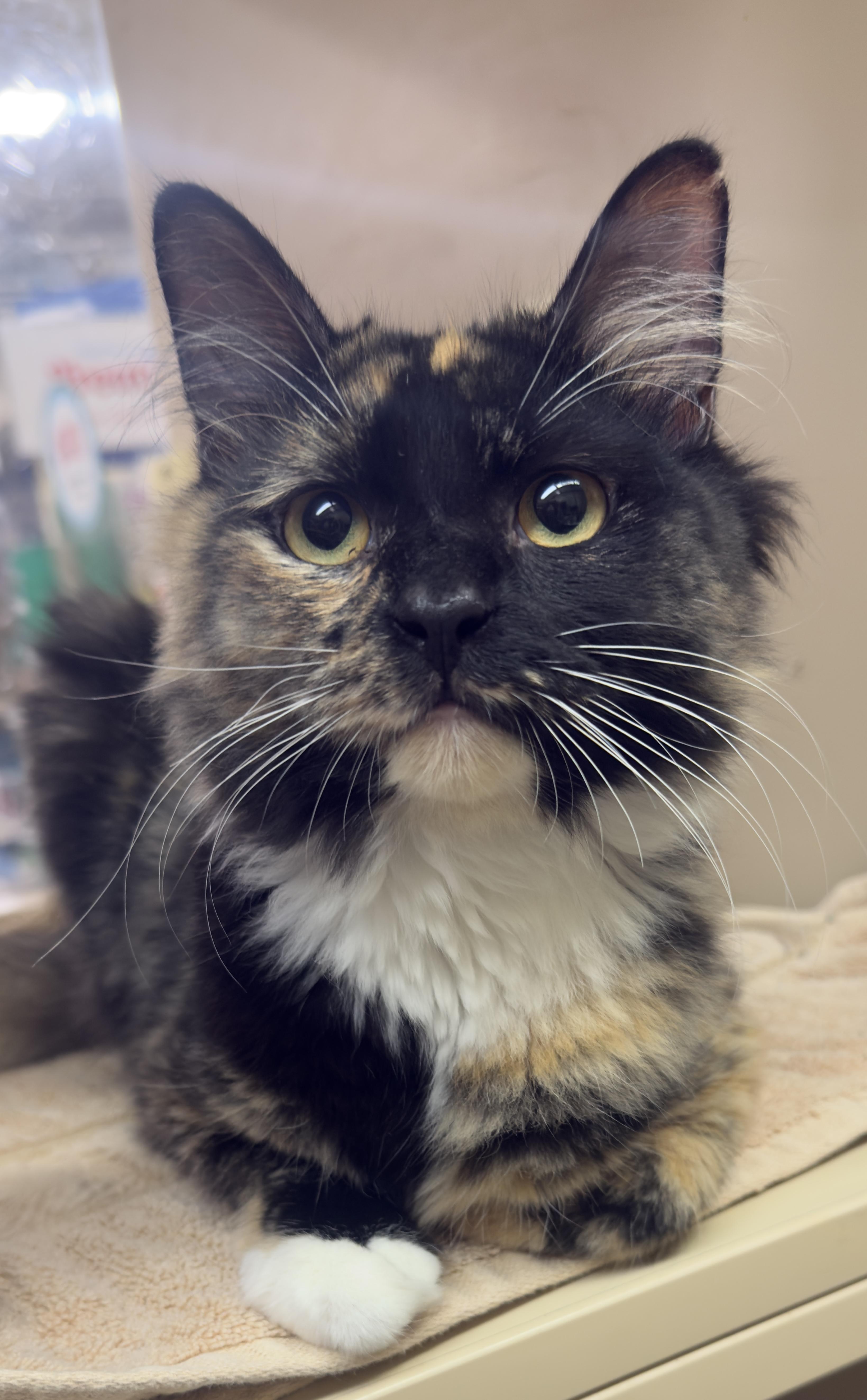 Trixie, a Adoptable Tabby in Mobile, AL image 2/5