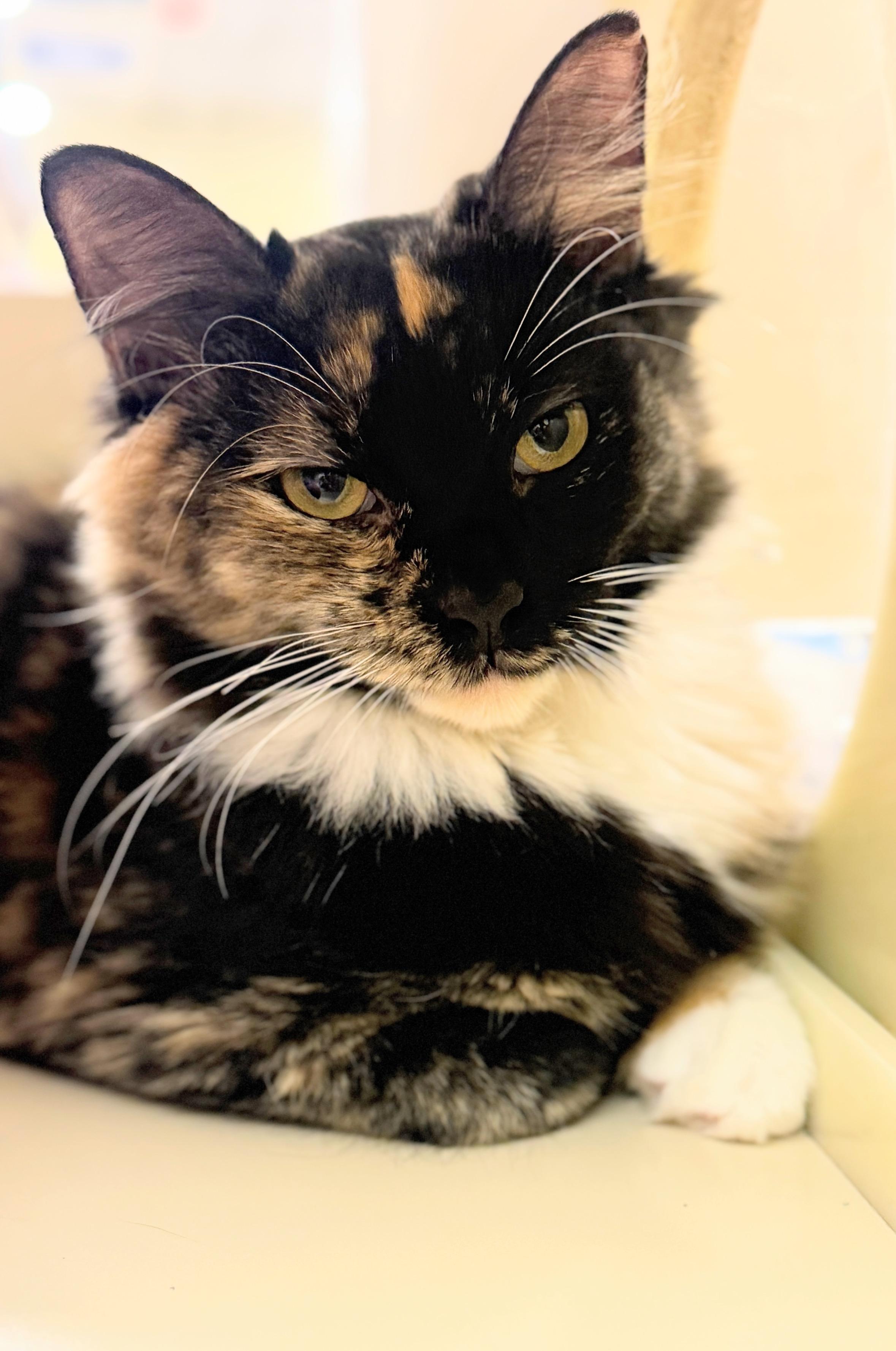 Trixie, a Adoptable Tabby in Mobile, AL image 3/5