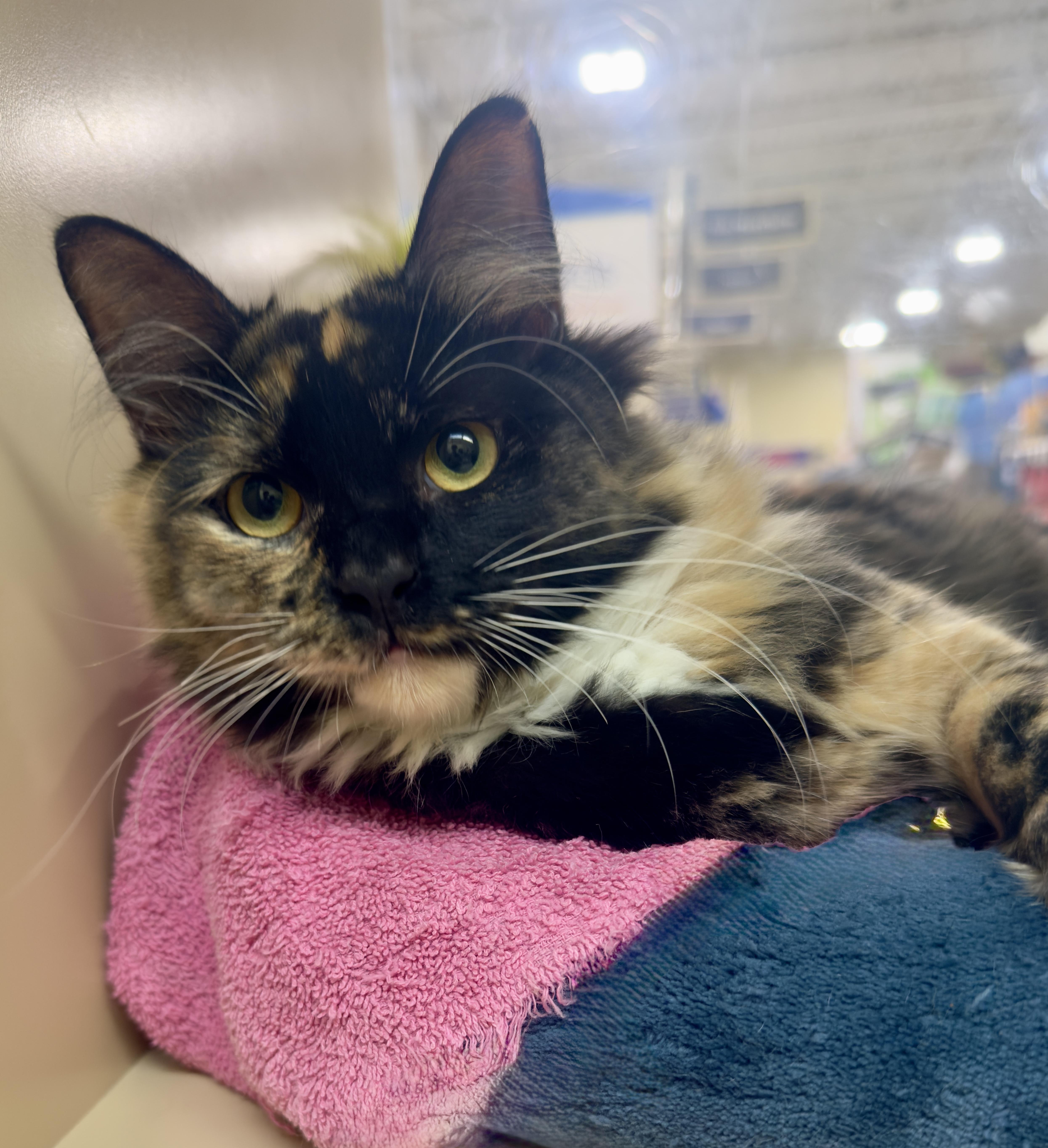 Trixie, a Adoptable Tabby in Mobile, AL image 4/5