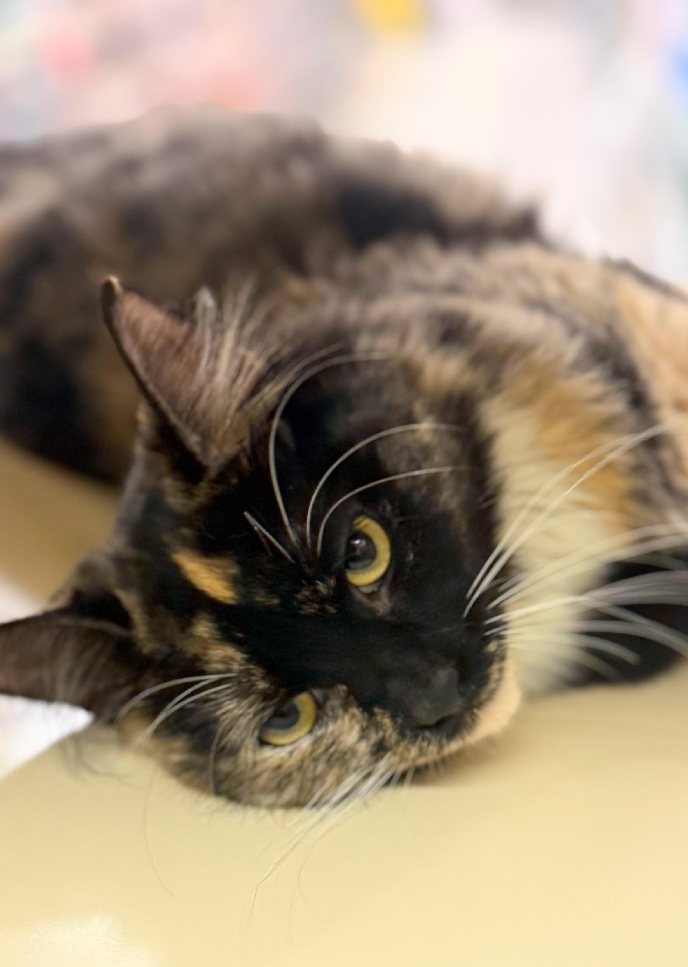 Trixie, a Adoptable Tabby in Mobile, AL image 5/5