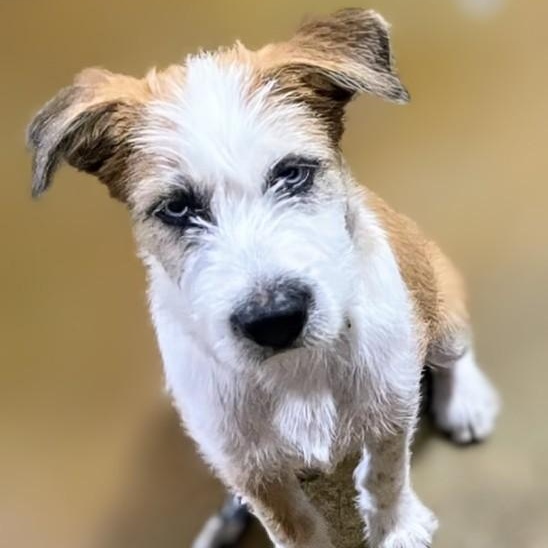 Snoopy, adopted, Puppy Male Wirehaired Terrier & Mixed Breed.