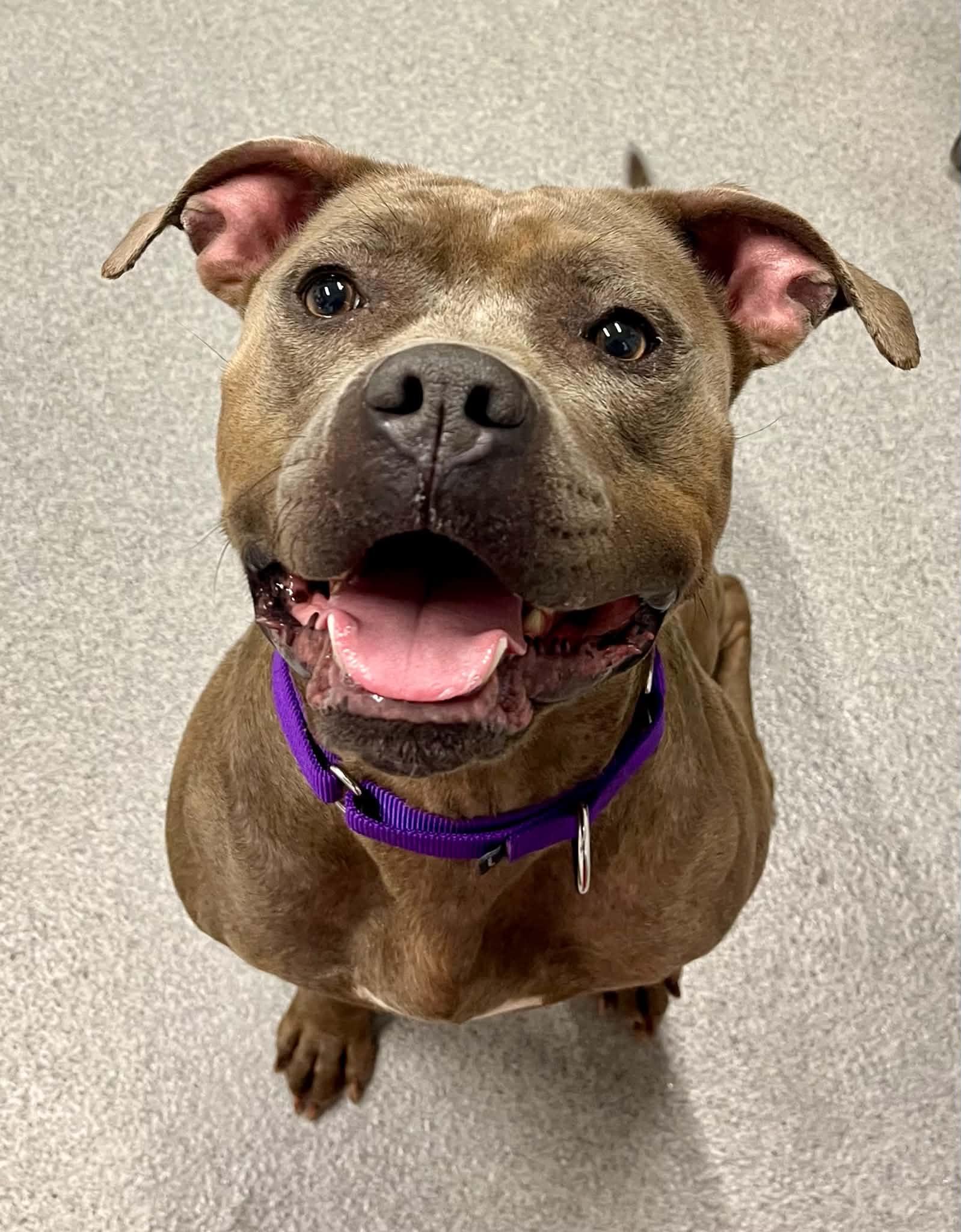 Twila, Adoptable, Adult Female Mixed Breed.
