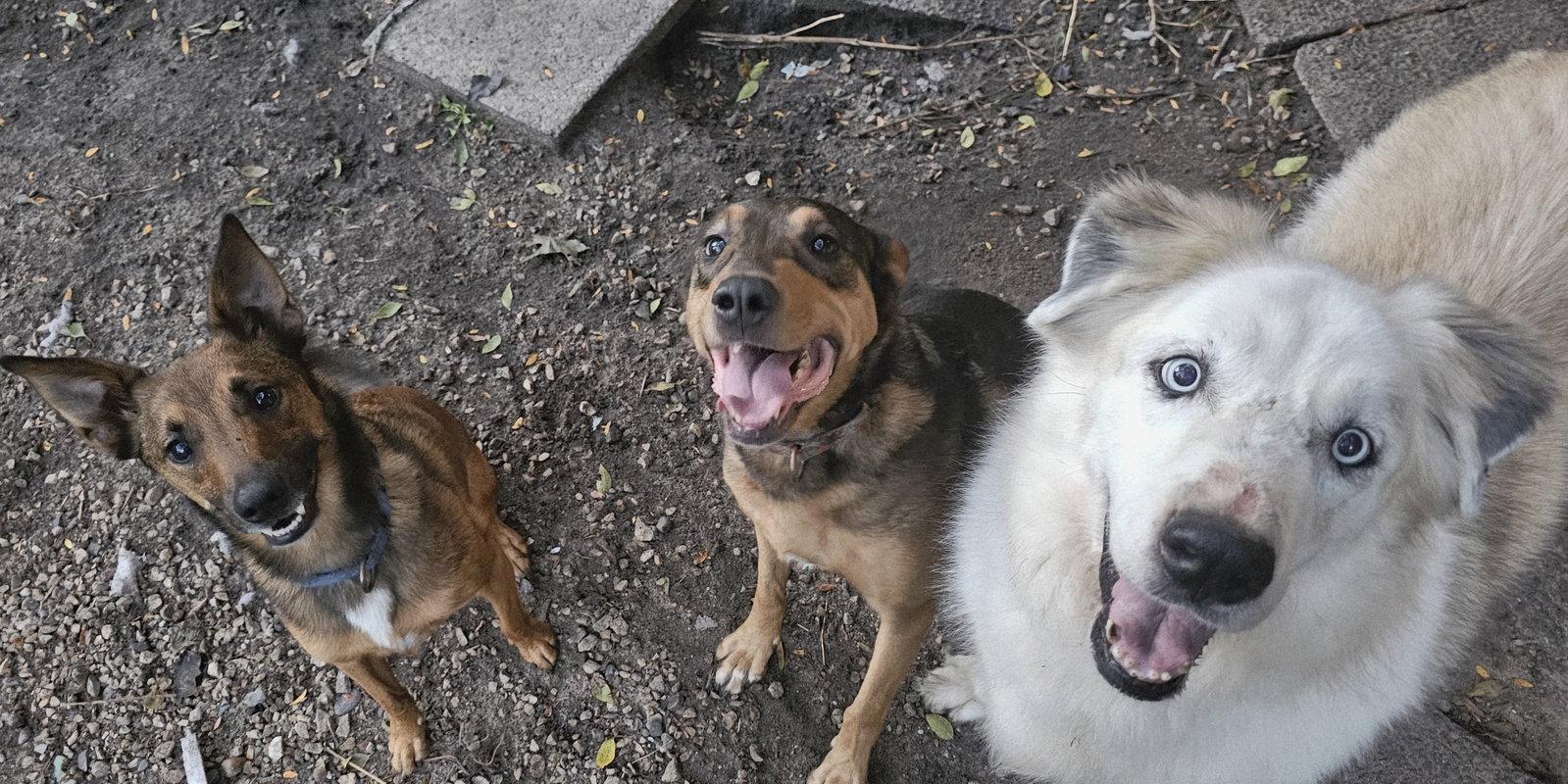 Tulane, Adoptable, Adult Male German Shepherd Dog & Terrier.