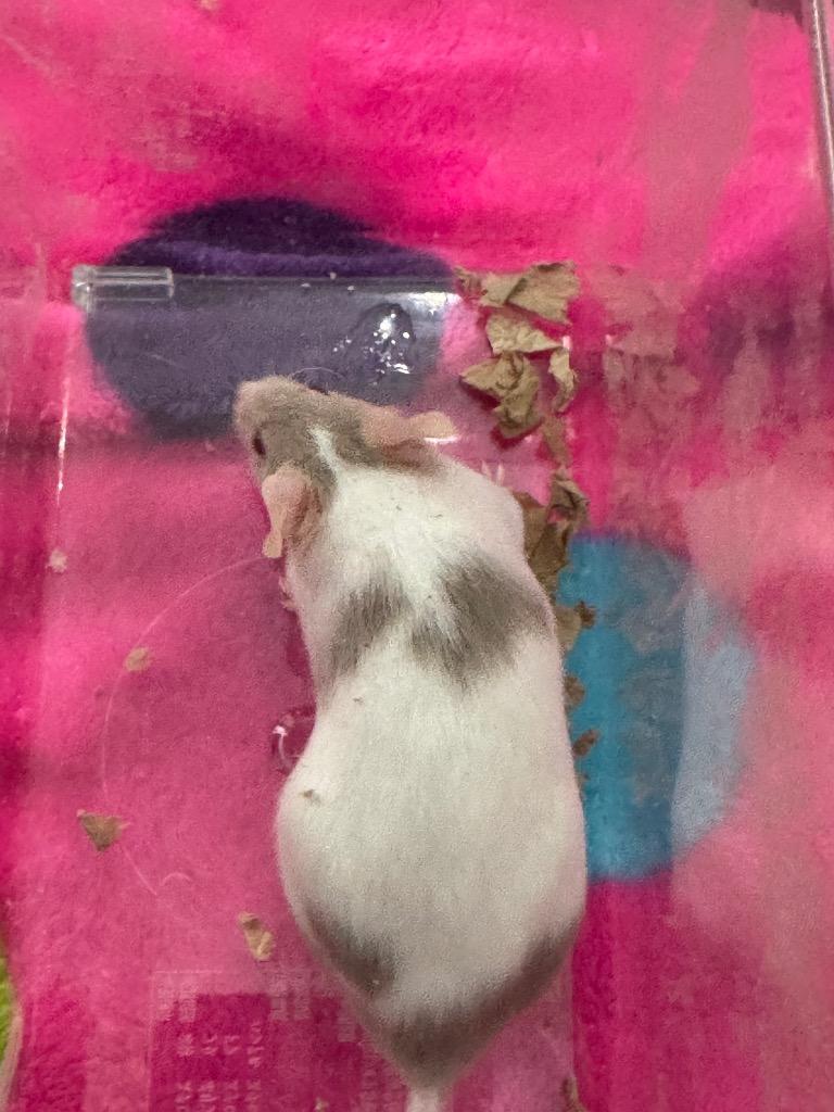 Broffina, Adoptable, Young Female Mouse.