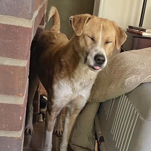 Yona, a Adoptable Canaan Dog in Helena, AL image 2/3