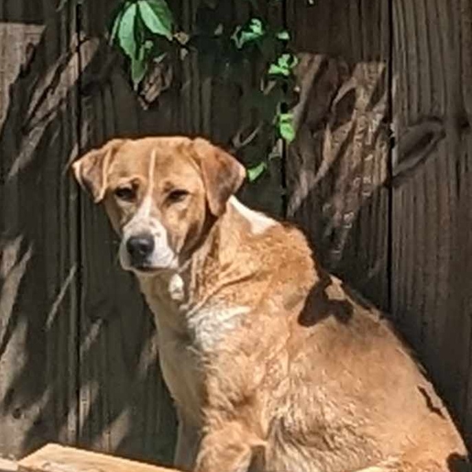 Yona, a Adoptable Canaan Dog in Helena, AL image 3/3