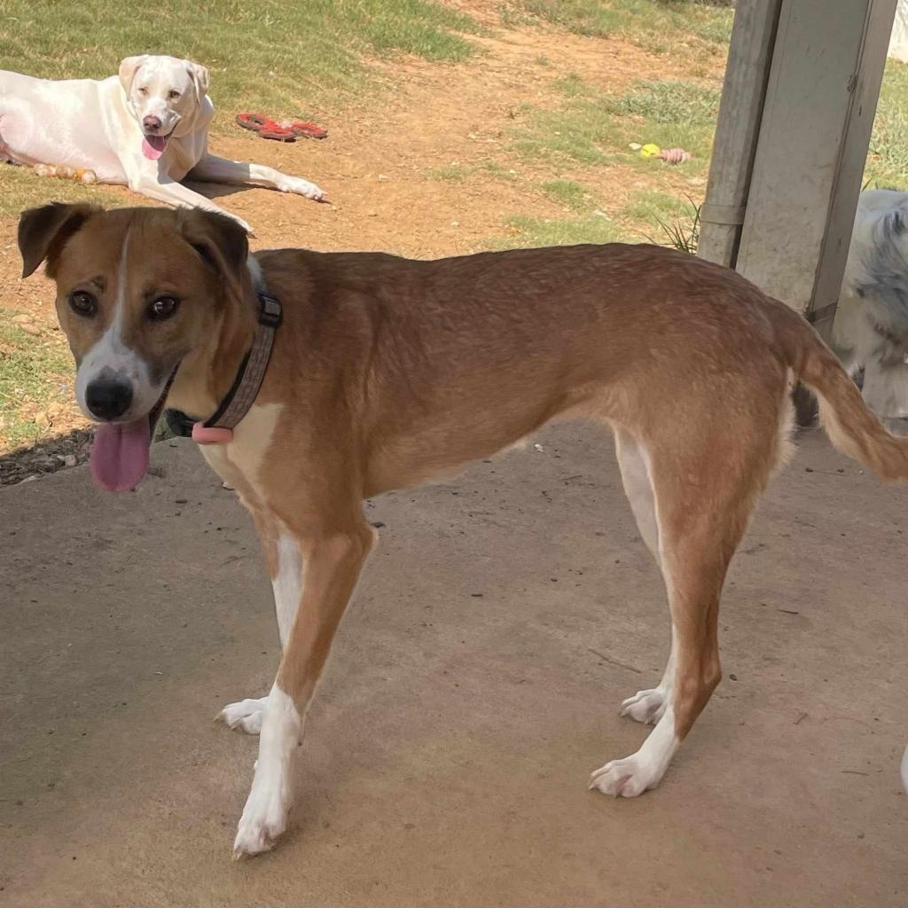 Yona, Adoptable, Adult Female Canaan Dog.