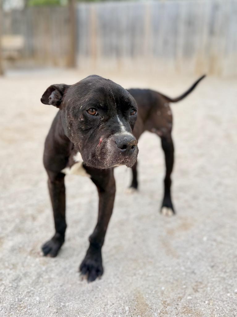 Benny, a Adoptable Mixed Breed in Muskegon, MI image 1/2