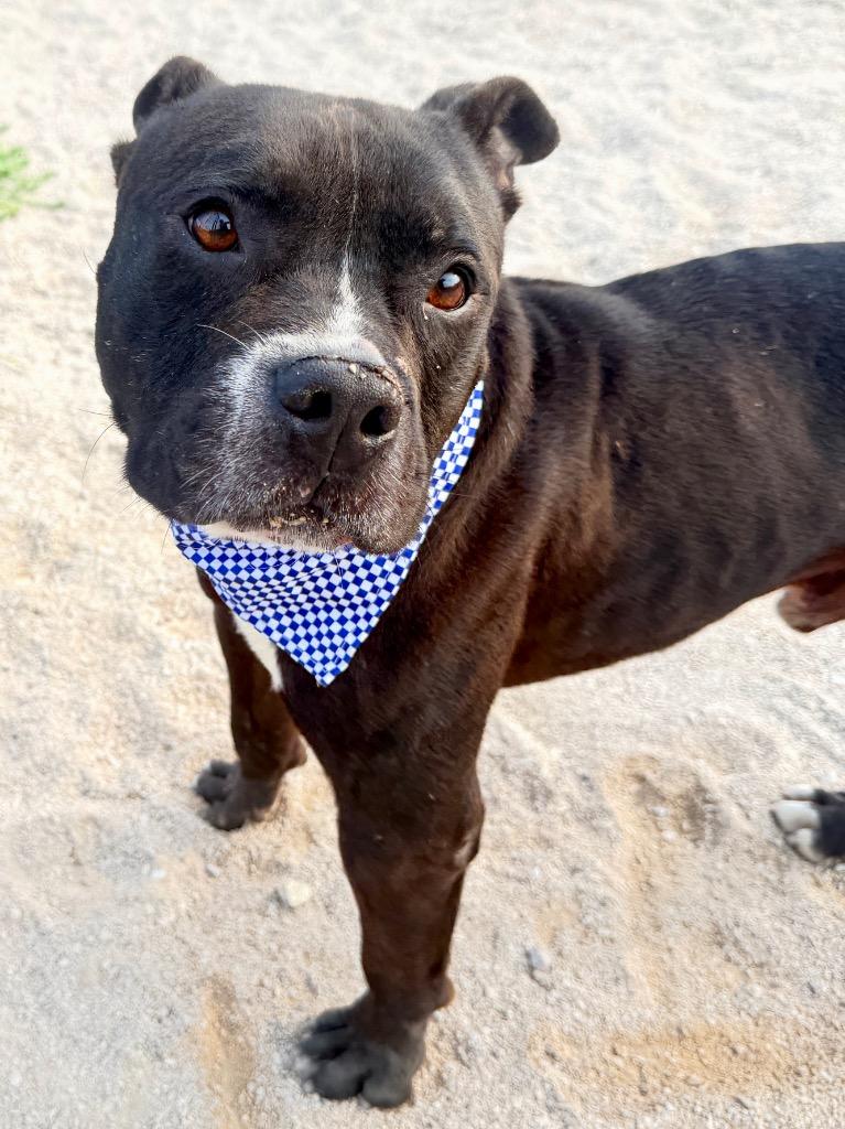 Enlarge Benny, a Adoptable Mixed Breed in Muskegon, MI image 2/3