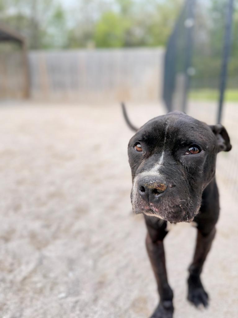 Benny, a Adoptable Mixed Breed in Muskegon, MI image 2/2