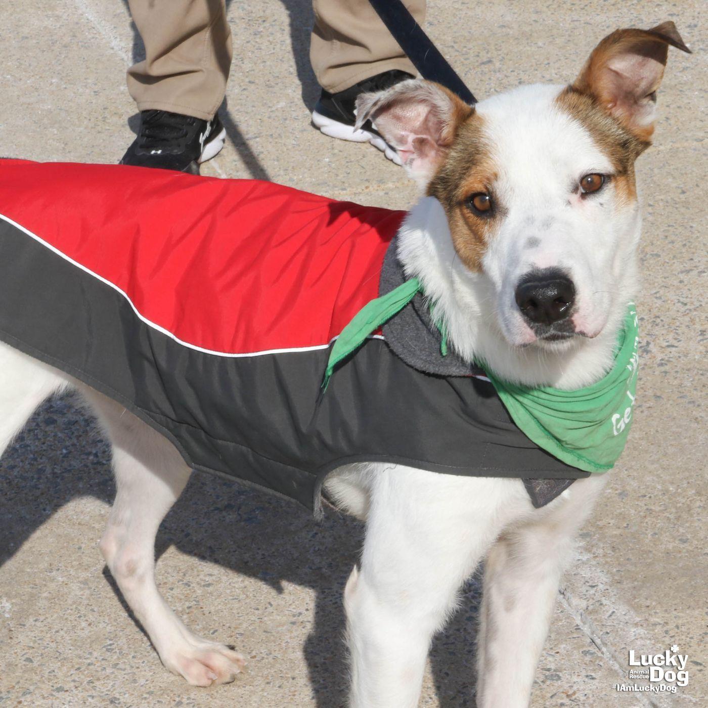 Bojangles thumbnail 2