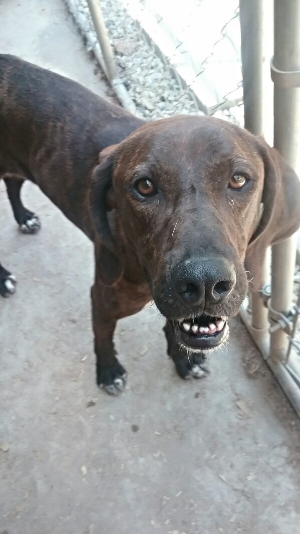 Enlarge Emery, a Adoptable Plott Hound image 1/4
