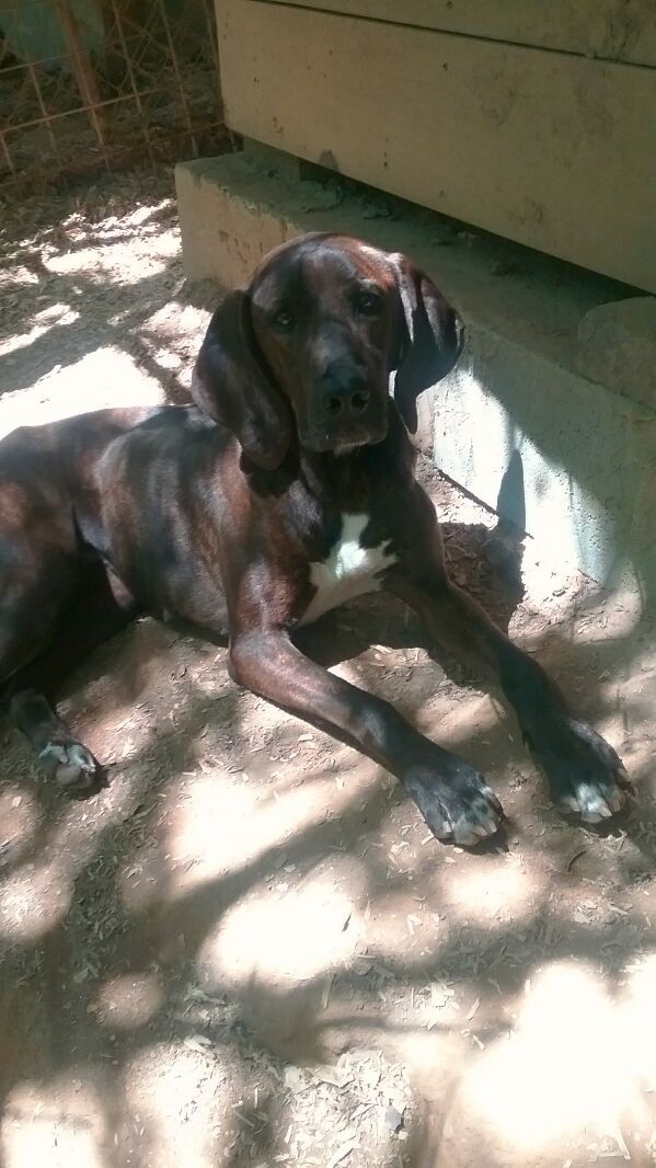 Enlarge Emery, a Adoptable Plott Hound image 2/4