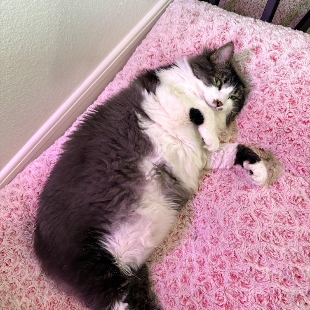 Alice, Adoptable, Adult Female Domestic Long Hair.