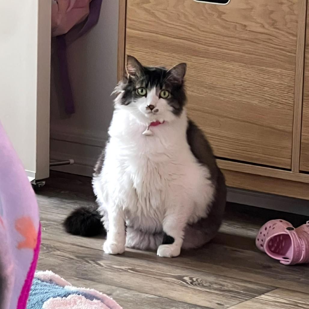 Enlarge Alice, a Adoptable Domestic Long Hair in Escondido, CA image 2/2