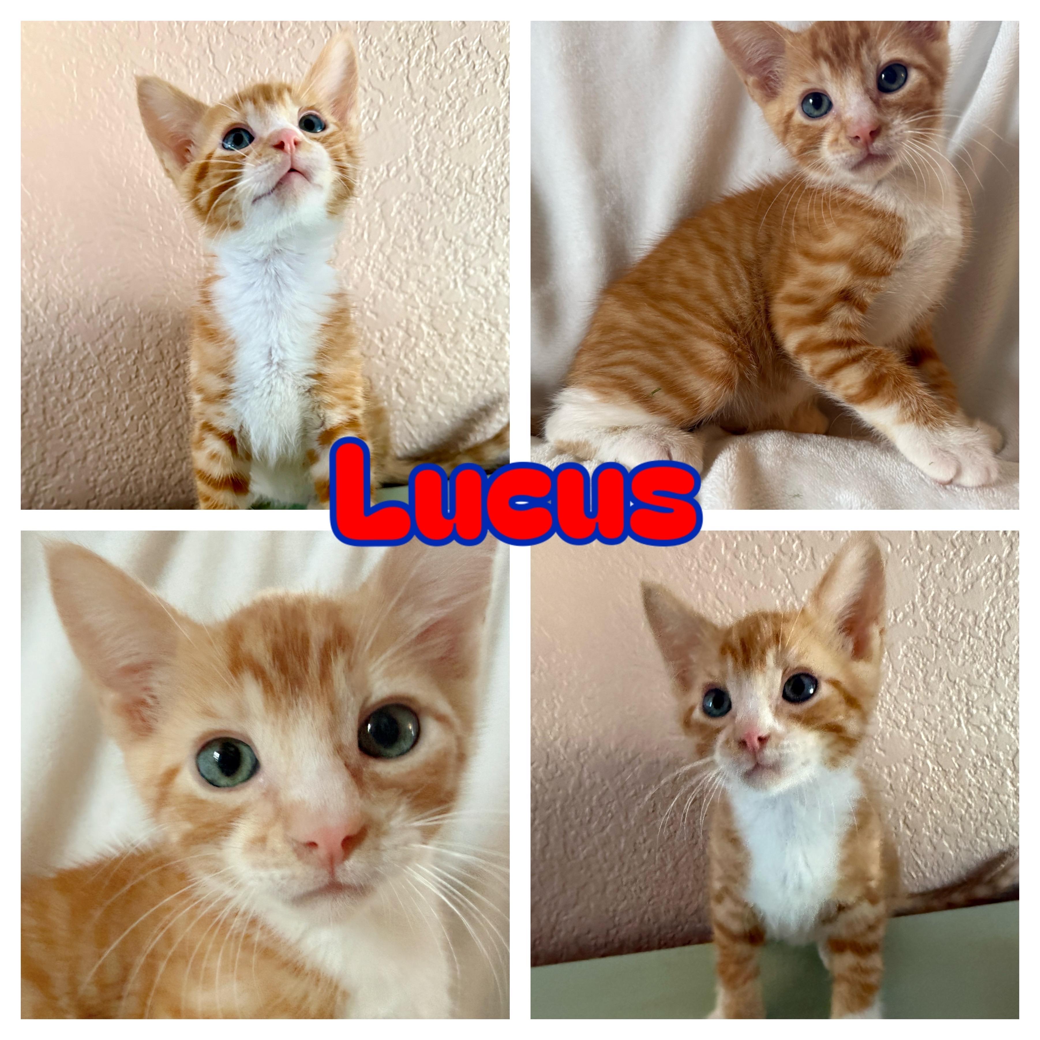 Lucas, adopted, Kitten Male Domestic Short Hair.