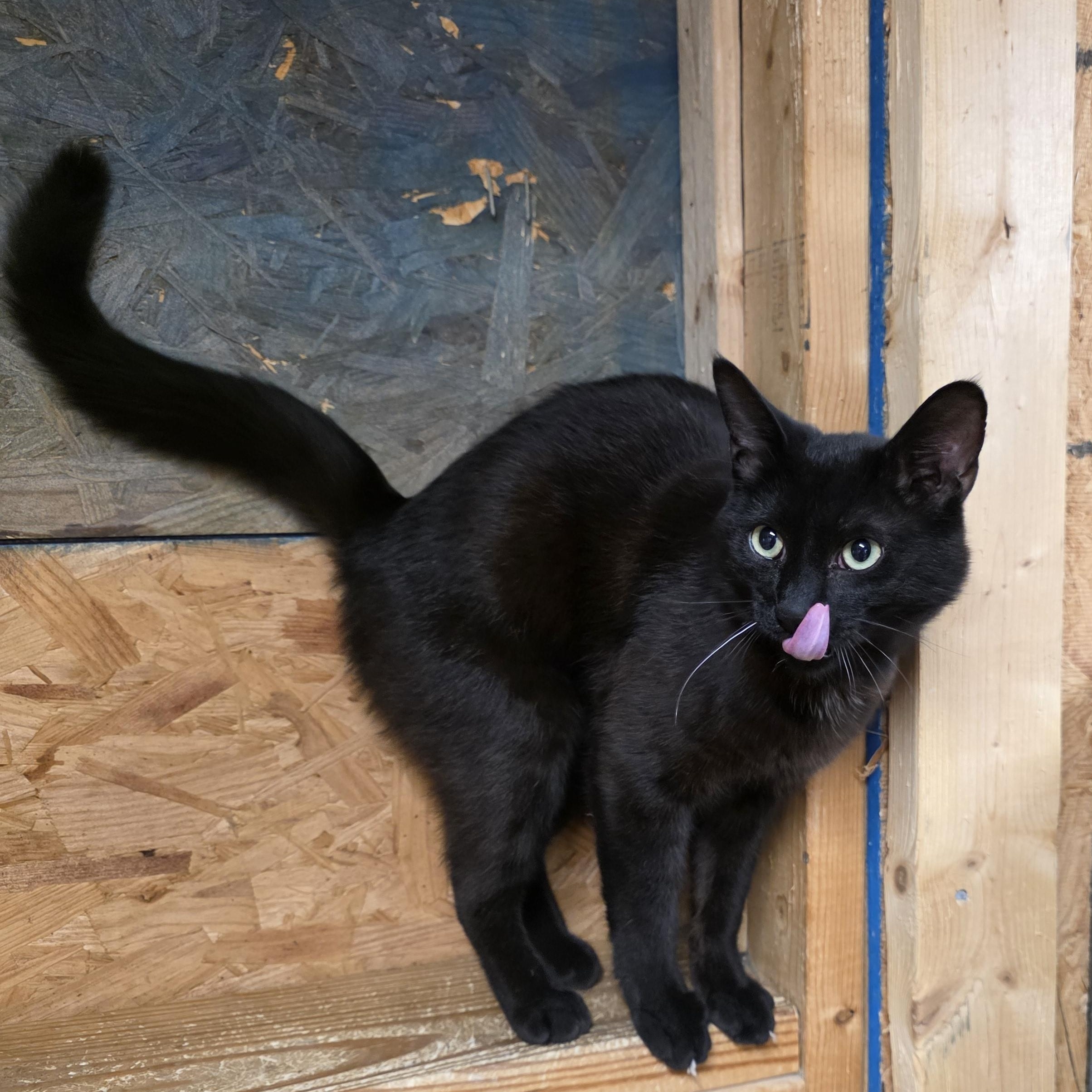 Magic, a ADOPTABLE Domestic Short Hair in Richmond, VA image 2/4