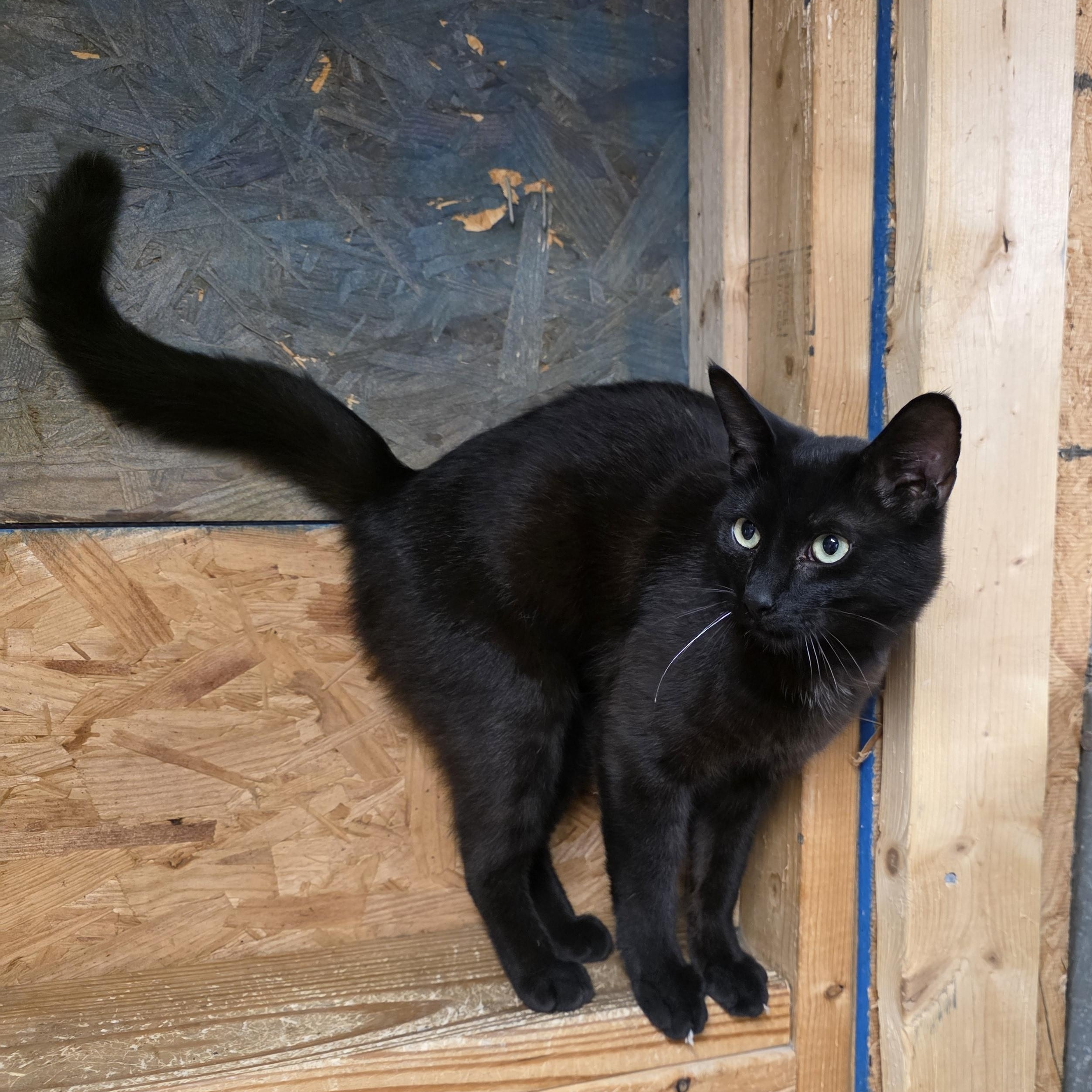 Magic, a ADOPTABLE Domestic Short Hair in Richmond, VA image 4/4