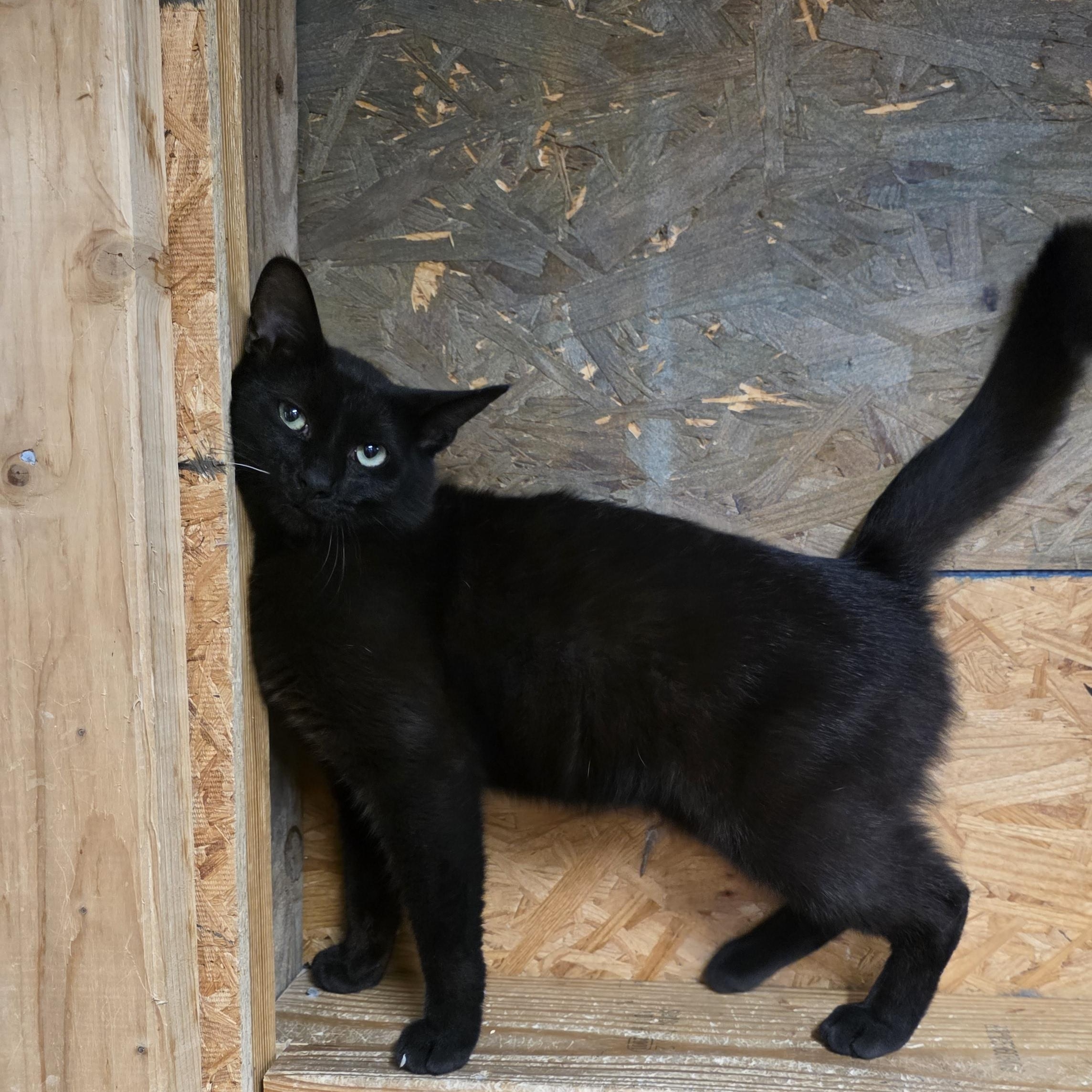 Magic, a ADOPTABLE Domestic Short Hair in Richmond, VA image 3/4