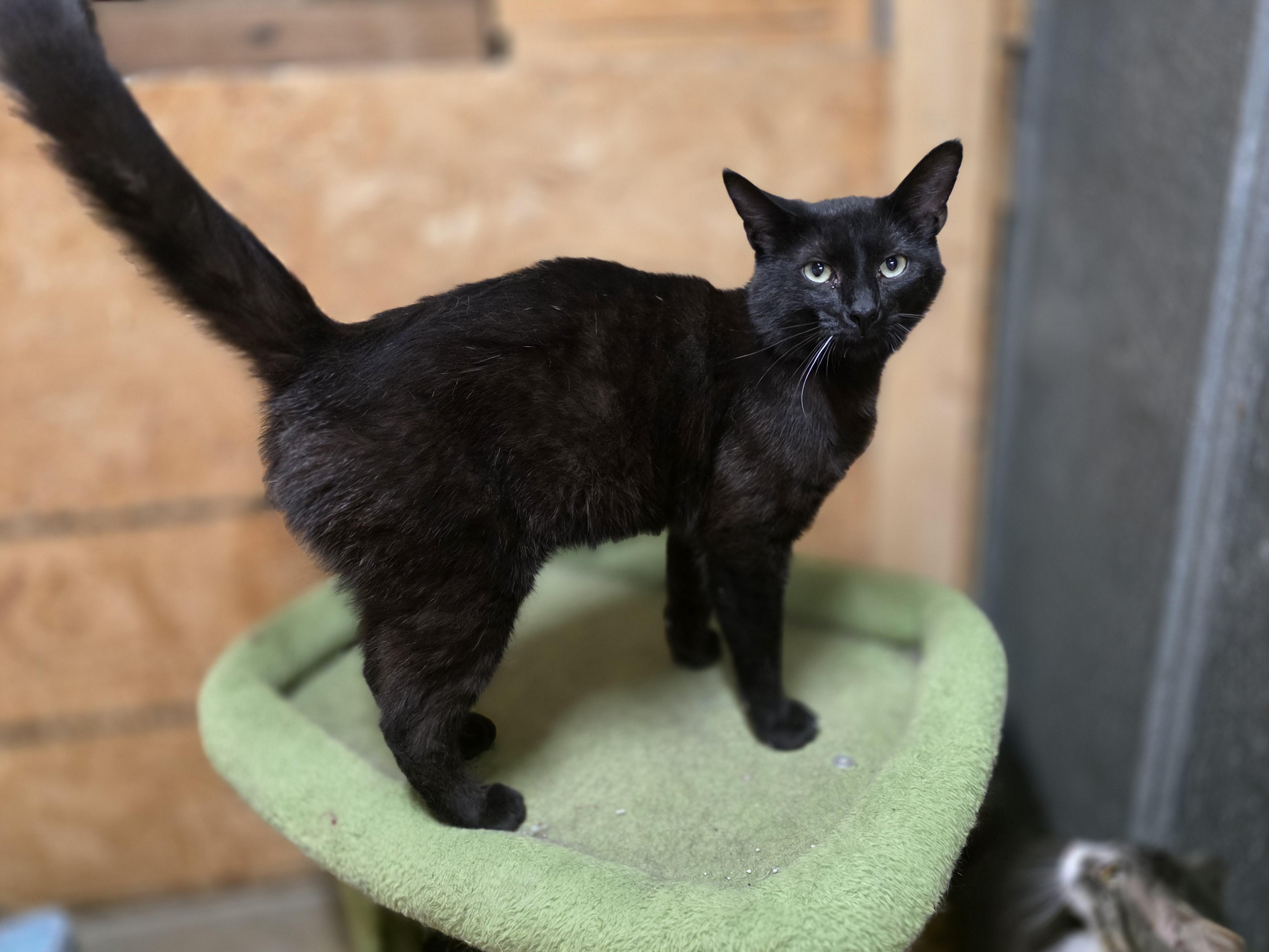 Magic, a ADOPTABLE Domestic Short Hair in Richmond, VA image 1/4