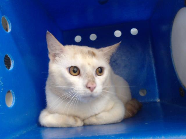 Enlarge RALPH, a Adoptable Domestic Short Hair in Orlando, FL image 1/1