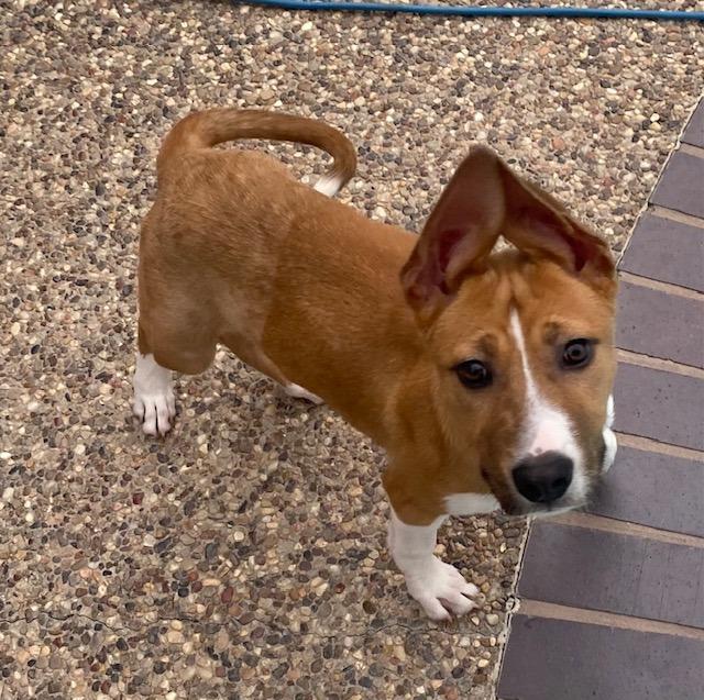 Diane, Adoptable, Young Female Basenji & Mixed Breed.