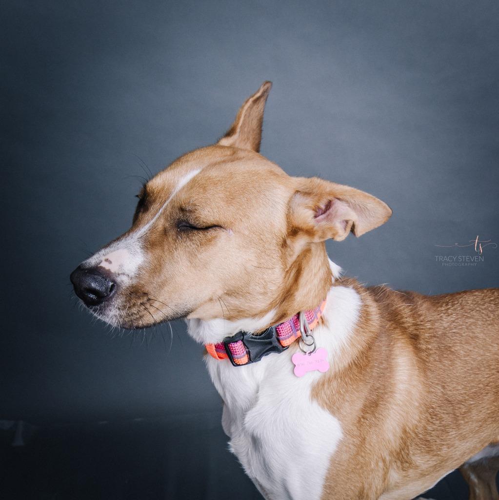 Enlarge Diane, a Adoptable mixed breed in CONROE, TX image 4/6