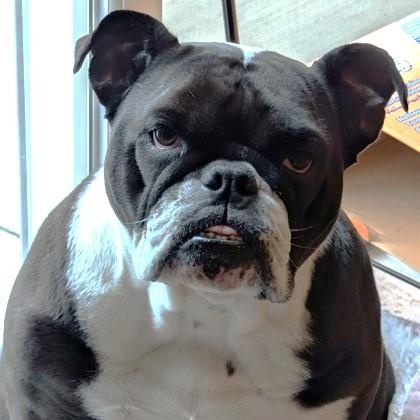 Enlarge Charlotte, a ADOPTABLE English Bulldog in Avon, IN image 1/1