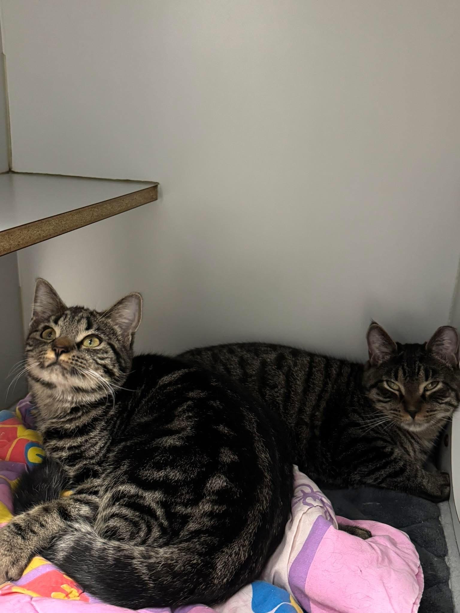 Mocha w/ Biscotti, ADOPTABLE, Young Male Domestic Short Hair.