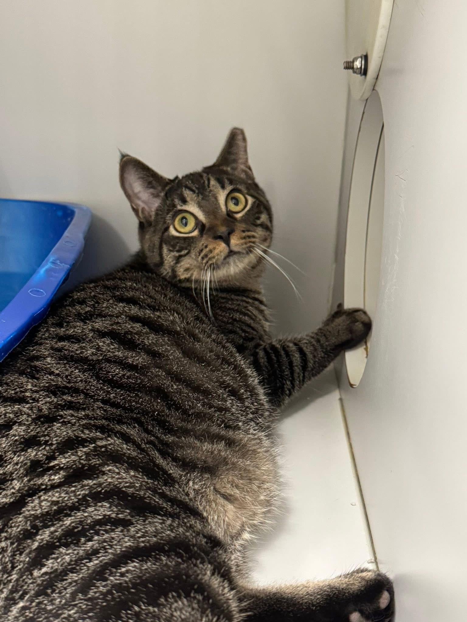 Enlarge Mocha w/ Biscotti, a ADOPTABLE Domestic Short Hair in Athol, MA image 2/2