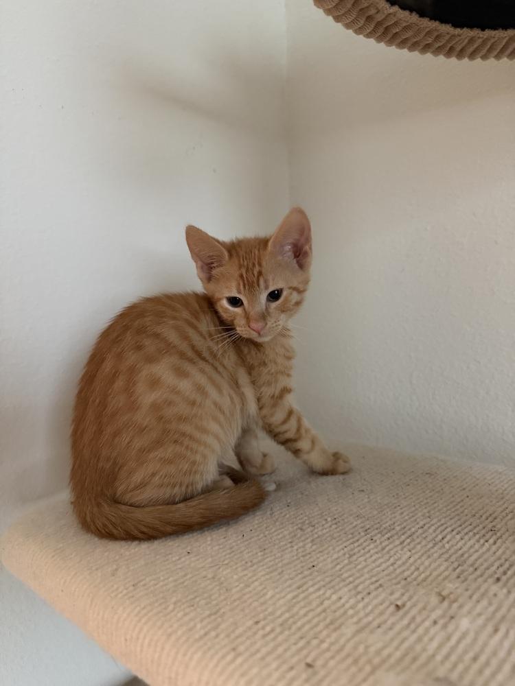 Mackerel, Adoptable, Kitten Male Domestic Short Hair.