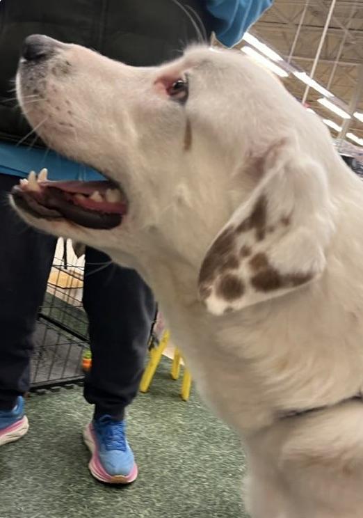 Enlarge Koda, a Adoptable mixed breed in San Luis, CO image 6/6