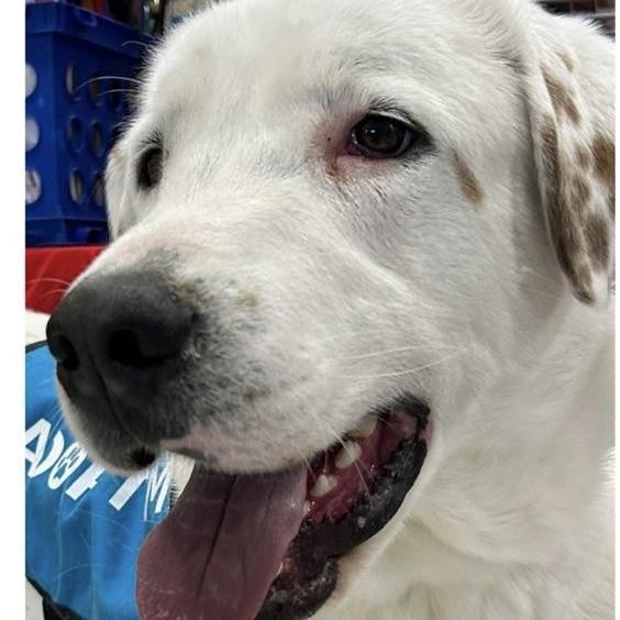 Enlarge Koda, a Adoptable mixed breed in San Luis, CO image 1/6