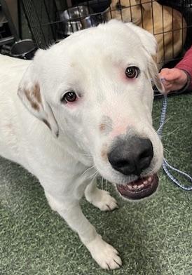 Enlarge Koda, a Adoptable mixed breed in San Luis, CO image 5/6