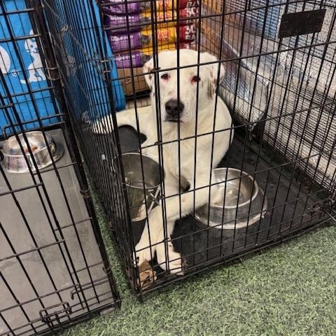 Enlarge Koda, a Adoptable mixed breed in San Luis, CO image 2/6