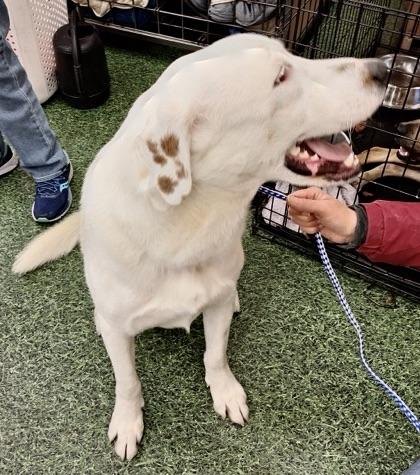 Enlarge Koda, a Adoptable mixed breed in San Luis, CO image 3/6