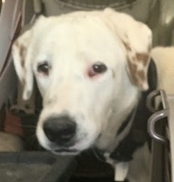 Koda, an adoptable Great Pyrenees in San Luis, CO, 81152 | Photo Image 6