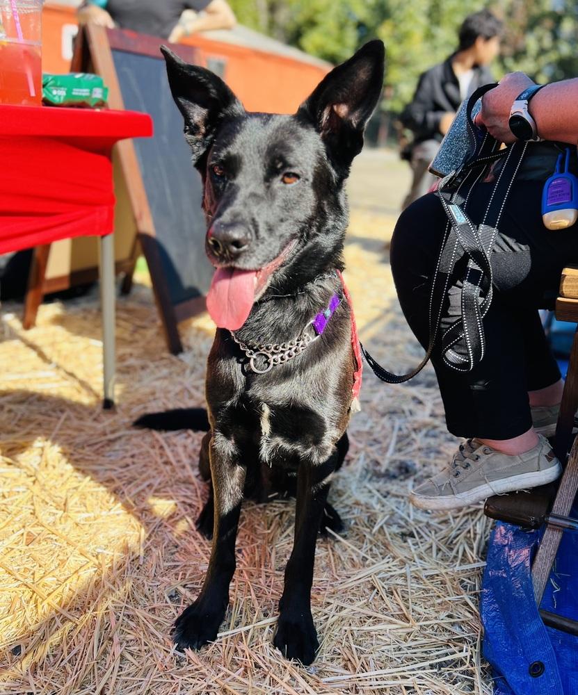Aro, Adoptable, Adult Male Labrador Retriever & German Shepherd Dog.