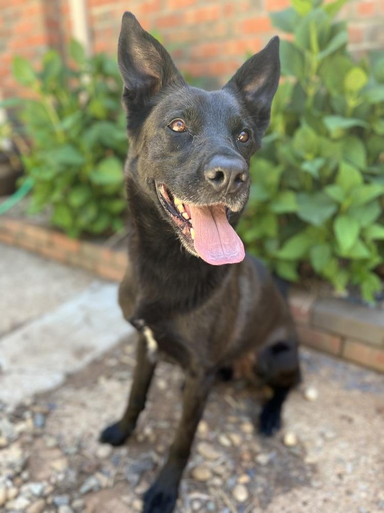 Aro, Adoptable, Adult Male Labrador Retriever & German Shepherd Dog.