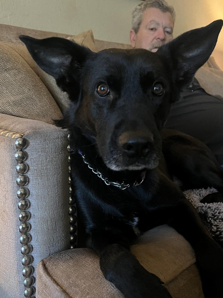 Enlarge Aro, a Adoptable mixed breed in Pleasant Hill, CA image 2/6