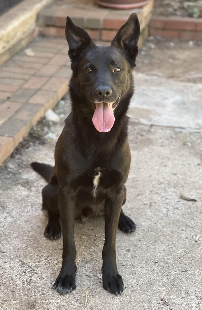 Aro, a Adoptable mixed breed in Pleasant Hill, CA image 3/6