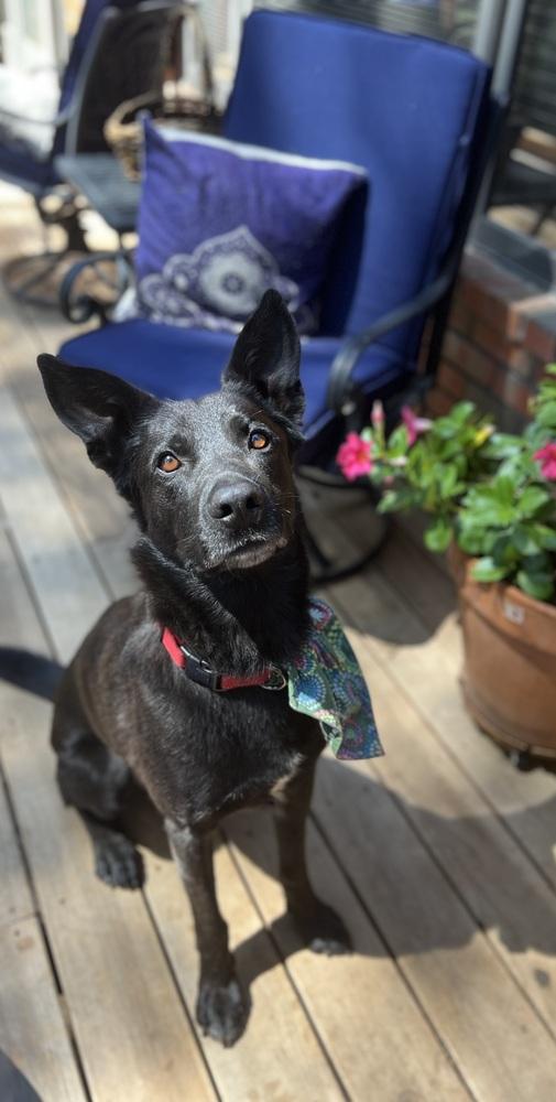 Aro, a Adoptable mixed breed in Pleasant Hill, CA image 5/6