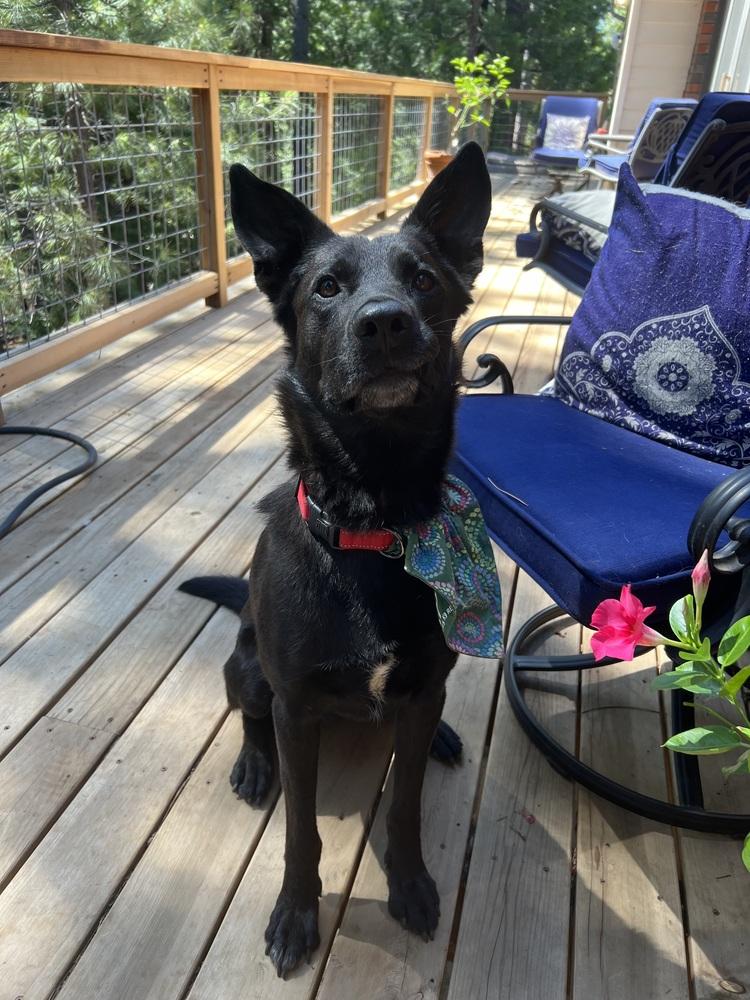 Aro, a Adoptable mixed breed in Pleasant Hill, CA image 6/6