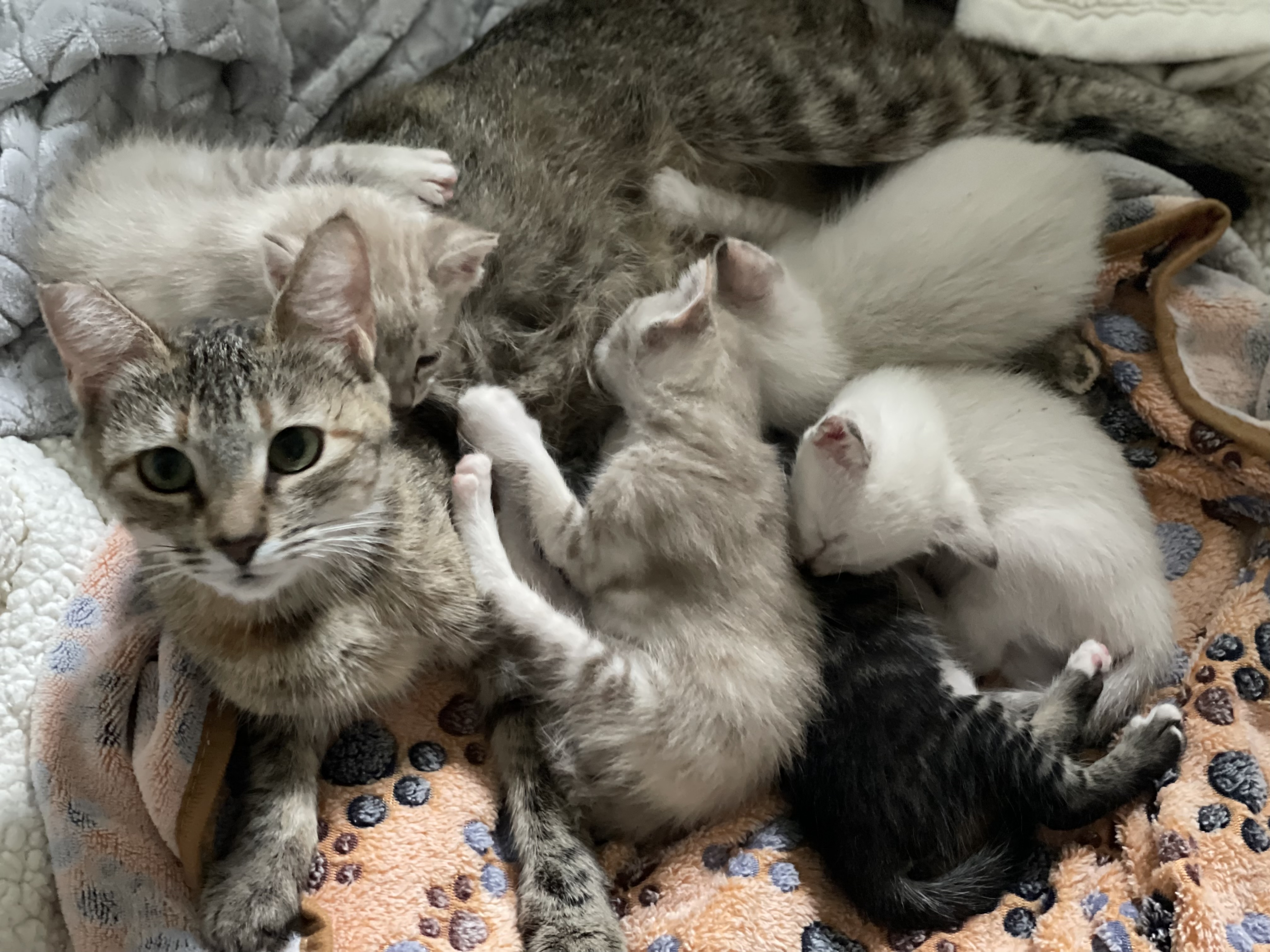 Sadie, Adopted, Adult Female Domestic Short Hair.