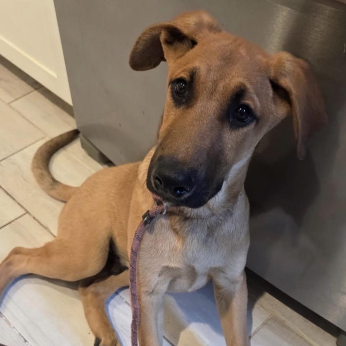 Enlarge Moose, a ADOPTABLE mixed breed in Westlake Village, CA image 1/4
