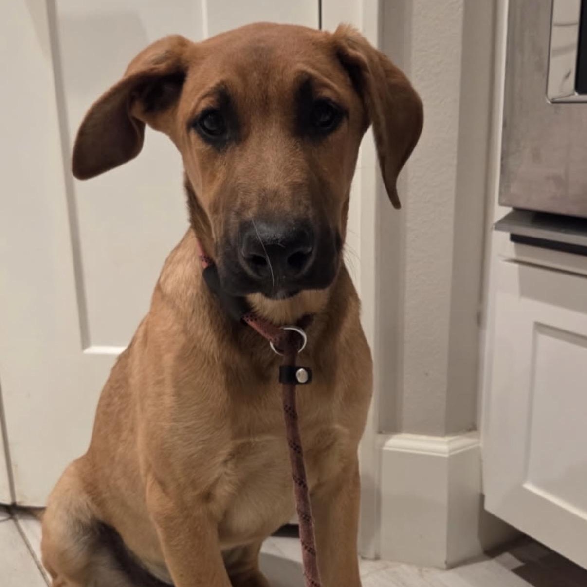 Enlarge Moose, a ADOPTABLE mixed breed in Westlake Village, CA image 3/4
