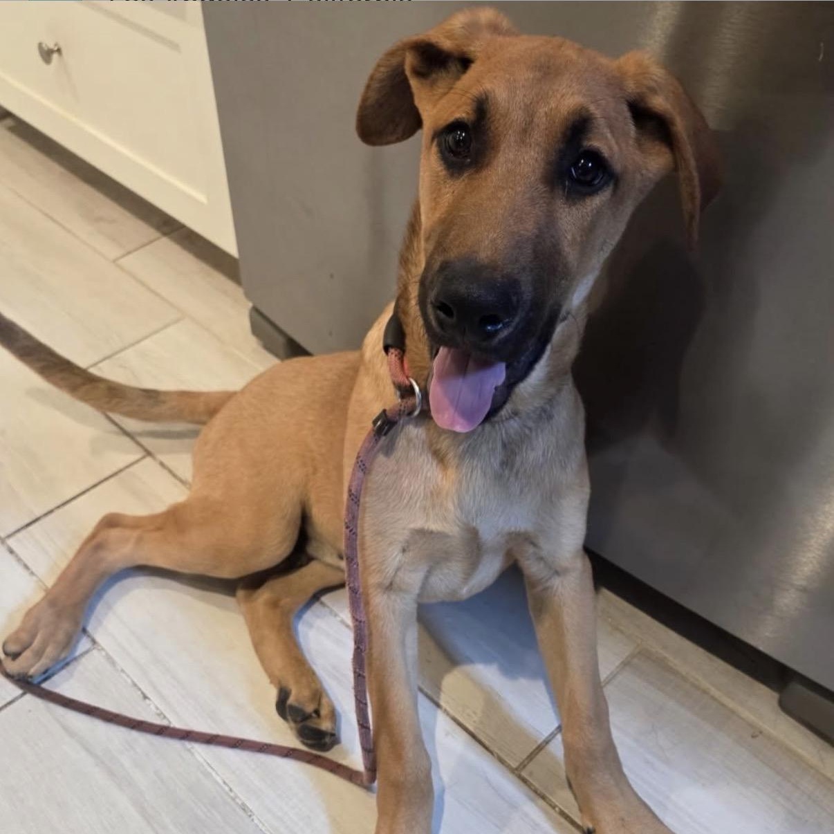 Enlarge Moose, a ADOPTABLE mixed breed in Westlake Village, CA image 4/4