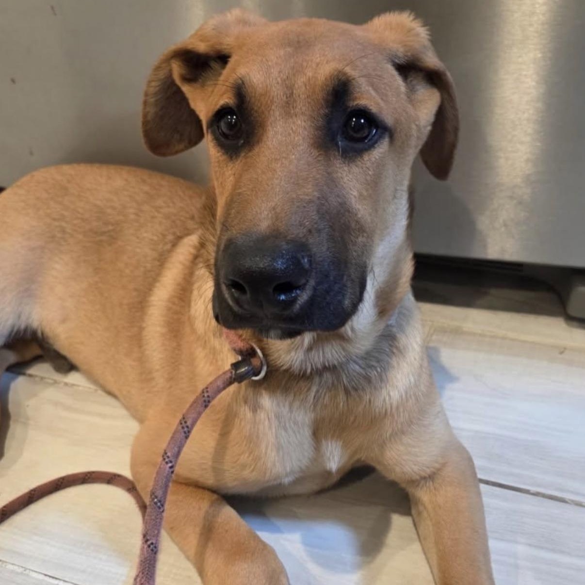 Enlarge Moose, a ADOPTABLE mixed breed in Westlake Village, CA image 2/4