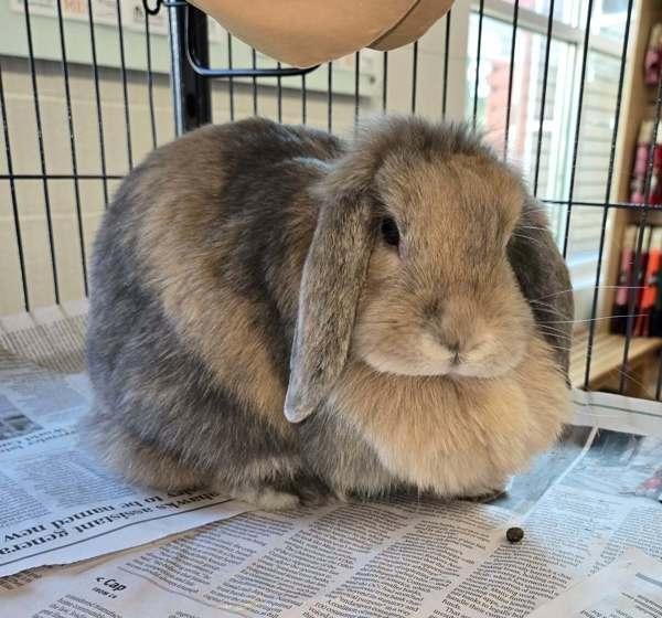 Enlarge Mopsy, a Adoptable mixed breed in Silverdale, WA image 2/2